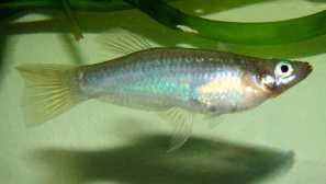 Alfaro turquoise, alfaro koodovoid (alfaro cultratus)